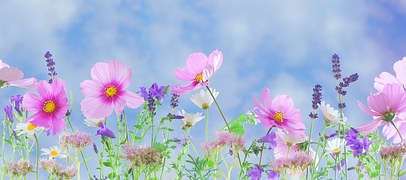 wild-flowers-571940__180