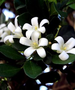 Jasmin