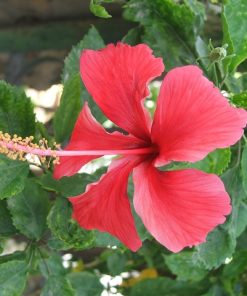 Hibiskus blomma  100g