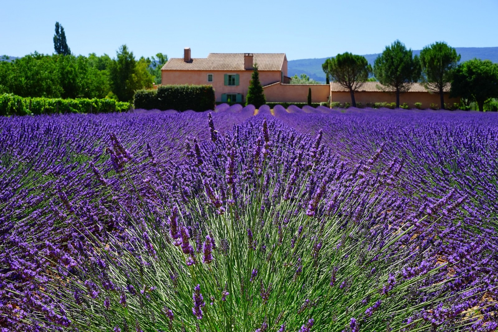 The Garden of Life
