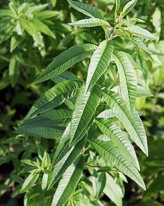 lemonverbena