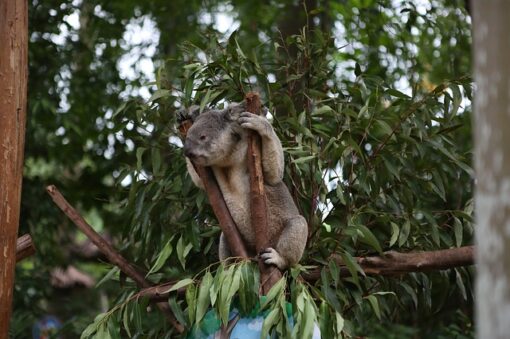 eucalyptus aroma olja