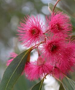 eucalyptus aroma olja