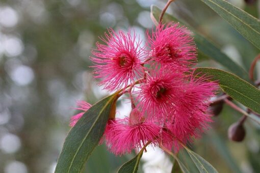 eucalyptus aroma olja